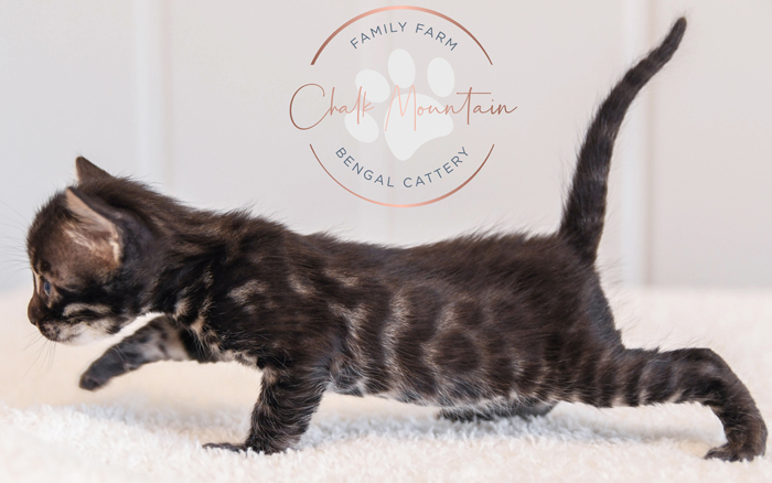 Bengal kitten for sale